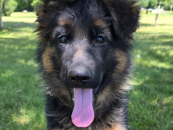 A German Shepherd puppy sits on grass with its mouth open and tongue out on a sunny day.
