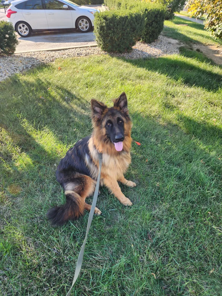 A German Shepherd sits on green grass in sunlight, wearing a leash, with a car and bushes in the background.