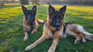Two long-haired German Shepherd dogs rest on green grass in a sunlit open field with trees in the background.