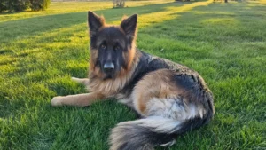 Long-haired German Shepherd dog lying on green grass in a sunny outdoor setting, looking toward the camera.