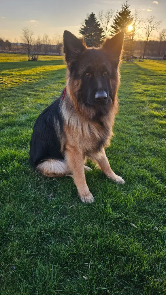 A German Shepherd sits on green grass with trees and a sunset in the background.