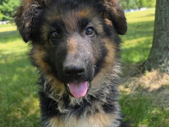 Fluffy German Shepherd puppy sits on grass with tongue out, looking at the camera. Trees and sunlight in the background.
