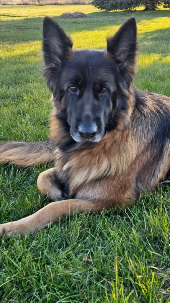 A German Shepherd with dark fur lies on green grass, looking directly at the camera in daylight.