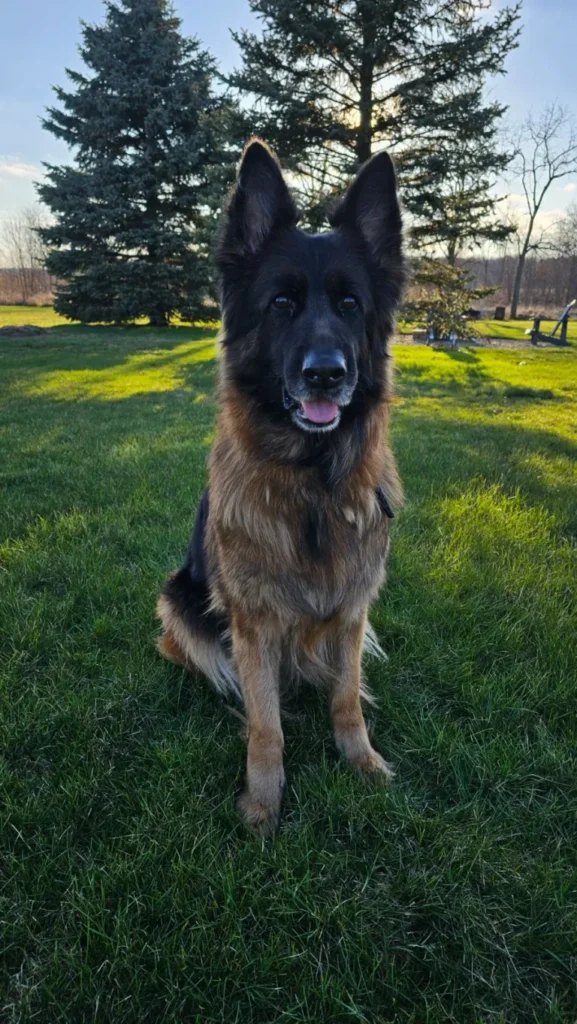 A German Shepherd sits on green grass with pine trees and sunlight in the background.
