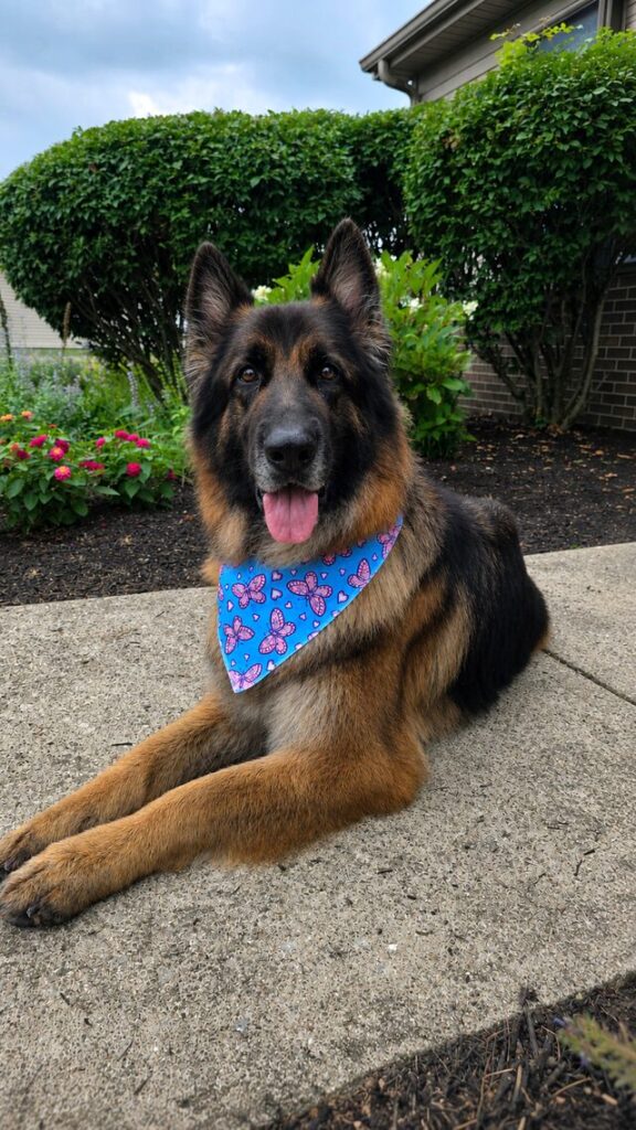 German Shepherd lying on a sidewalk, wearing a blue butterfly bandana, with bushes and flowers in the background.
