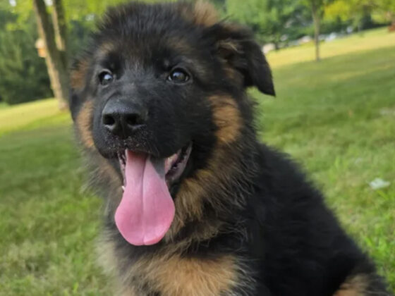 A German Shepherd puppy with its tongue out sits on green grass with trees in the background.