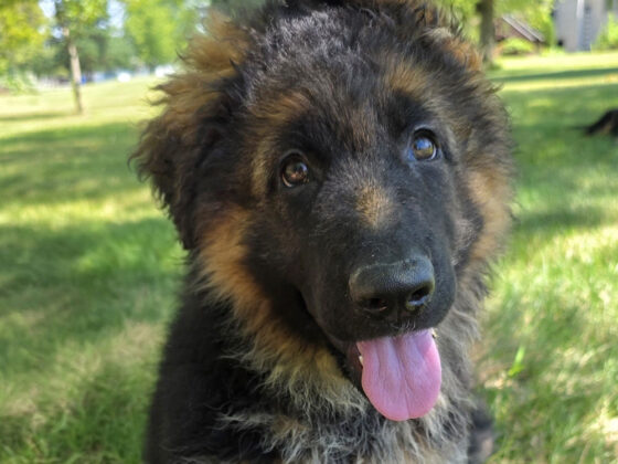 A German Shepherd puppy sits on grass with its tongue out, in shade under a tree on a sunny day.